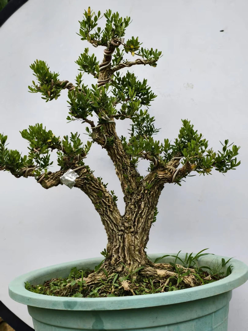 黄杨盆景 地栽，室内外