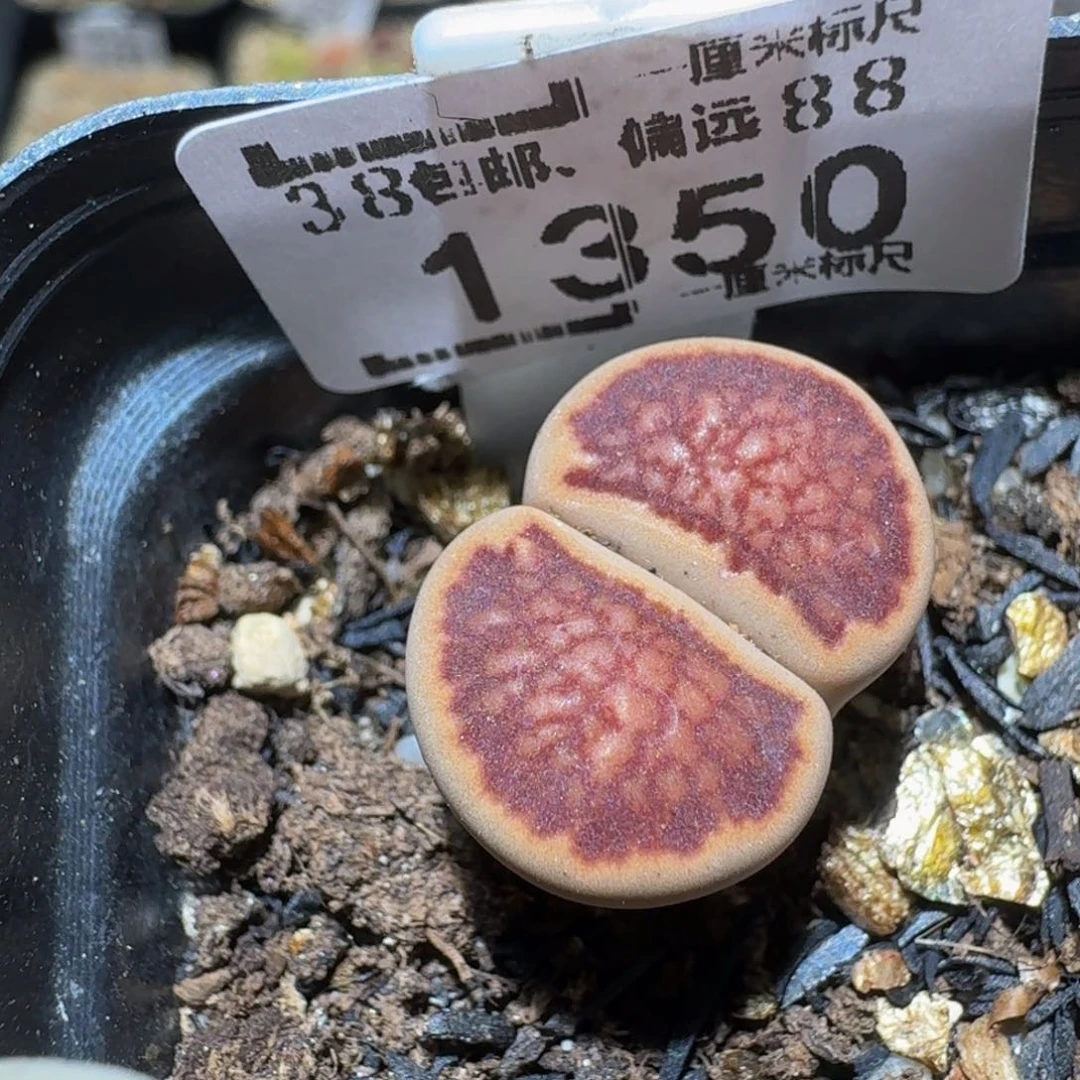 Ssss精品生石花1350高特