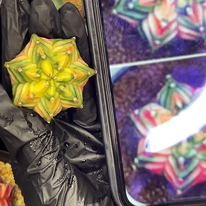 粉格子 一物一拍 图状态
