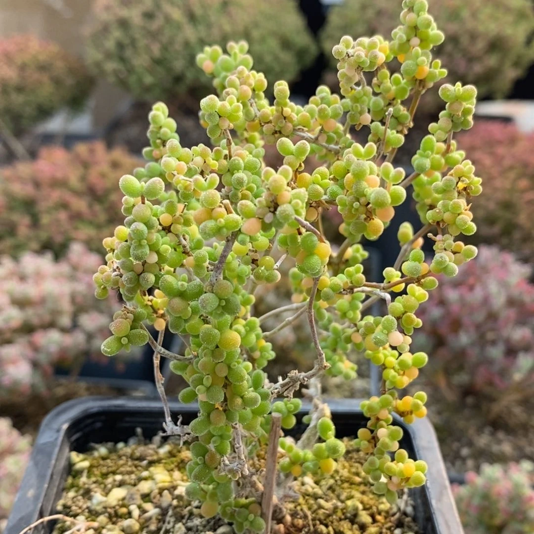 米粒7057枝干番杏