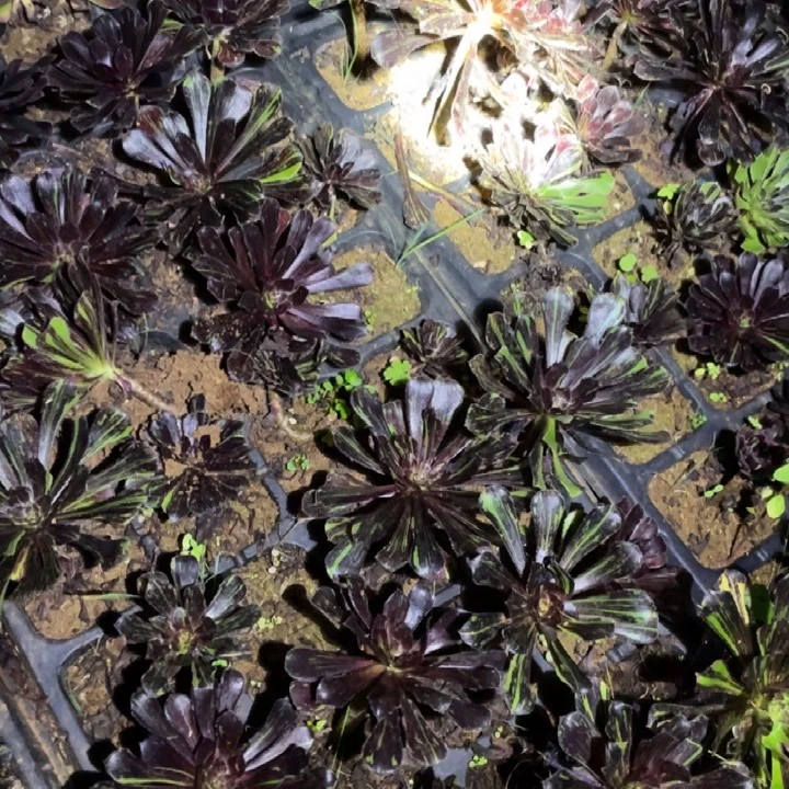 水墨丹青凑单15包邮