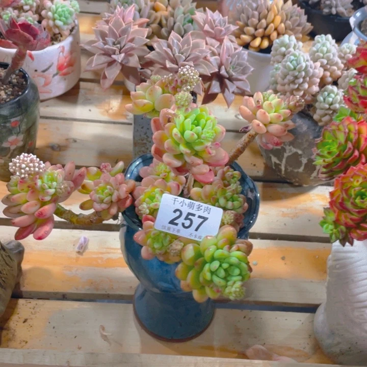 芳*?谢谢你的支持00000257