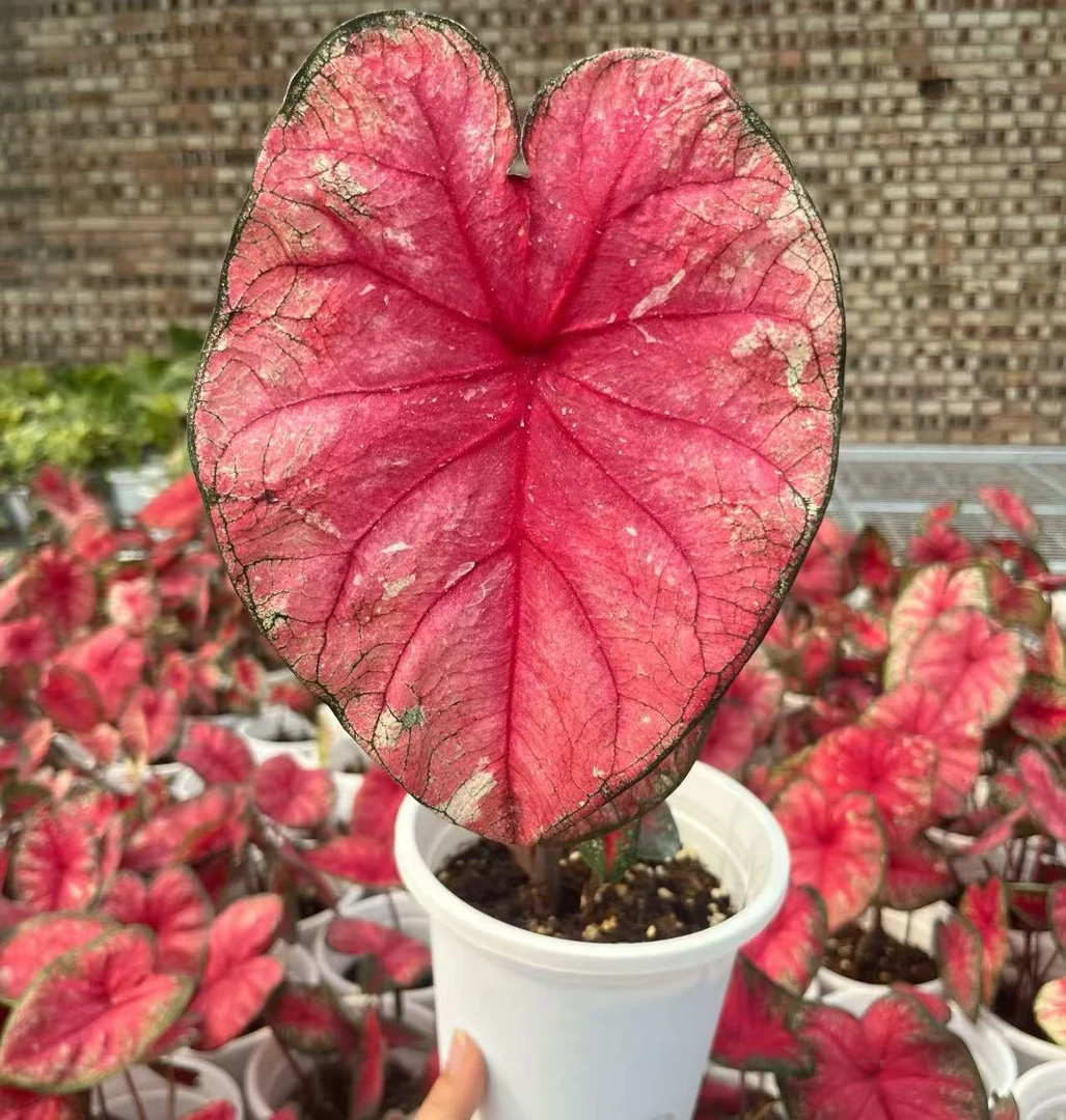 【小陈】（辐射 进口大颗 彩叶芋）好养室内观叶植物以直播间为