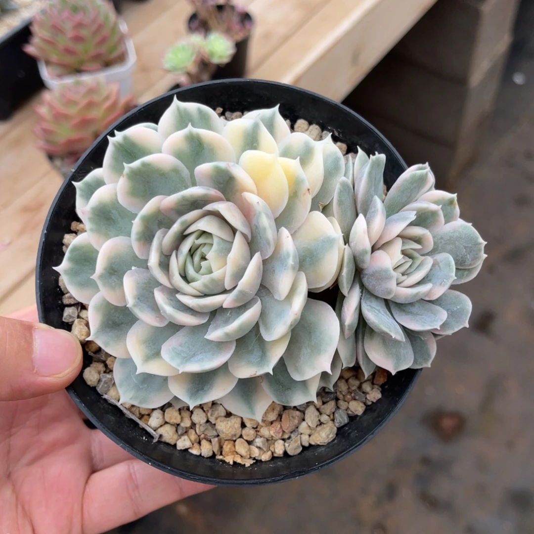 一物一拍不支持退换