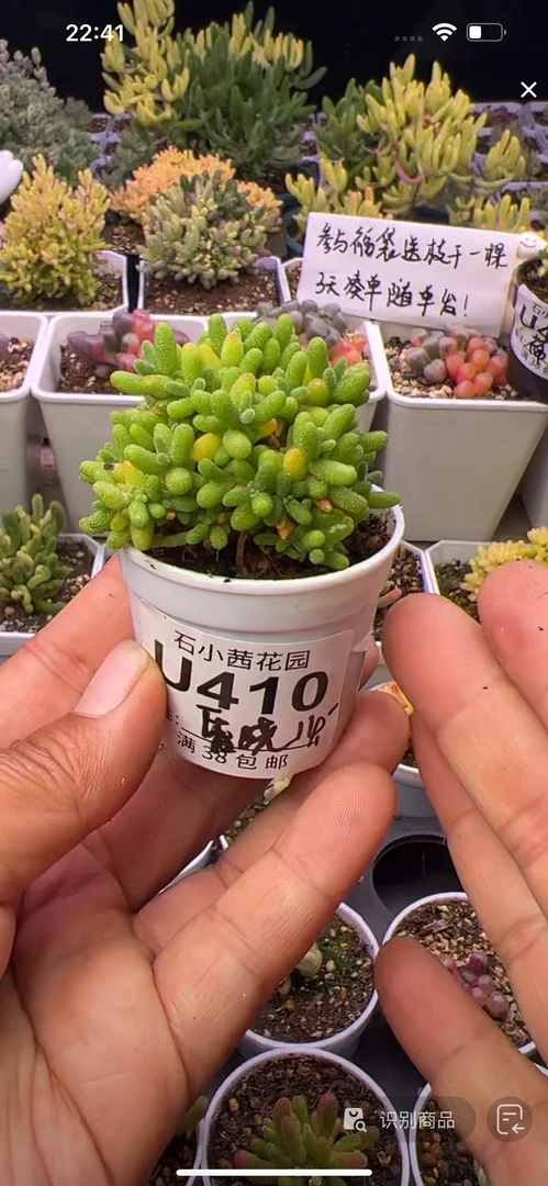 昏晓-蜜橘-多肉植物枝干番杏