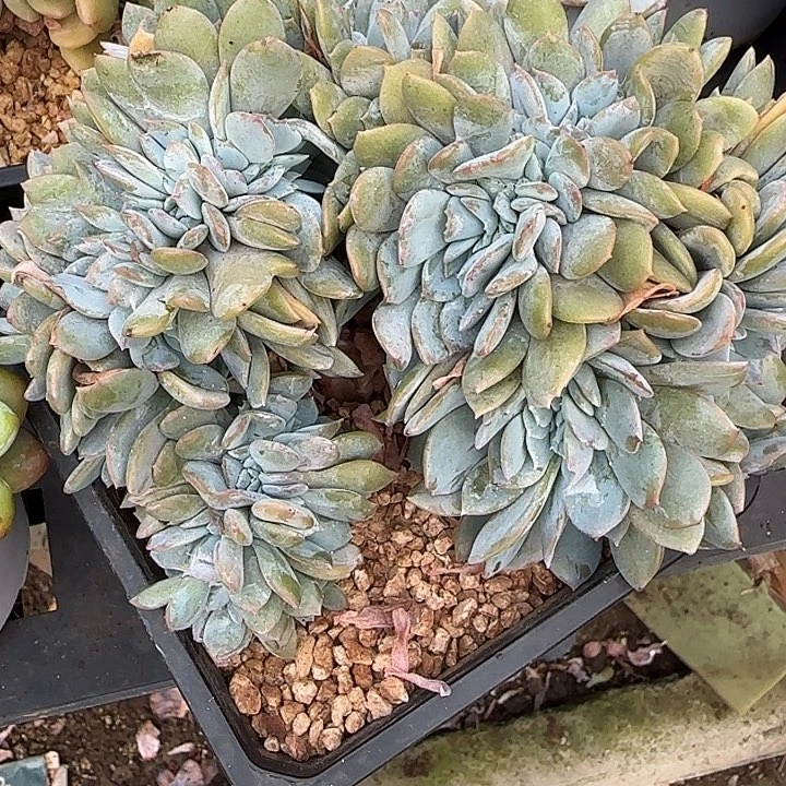 星****青蛙王子儿童牙膏11