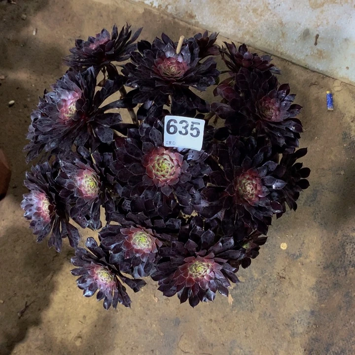 半***过无花朵黑铜6350000000