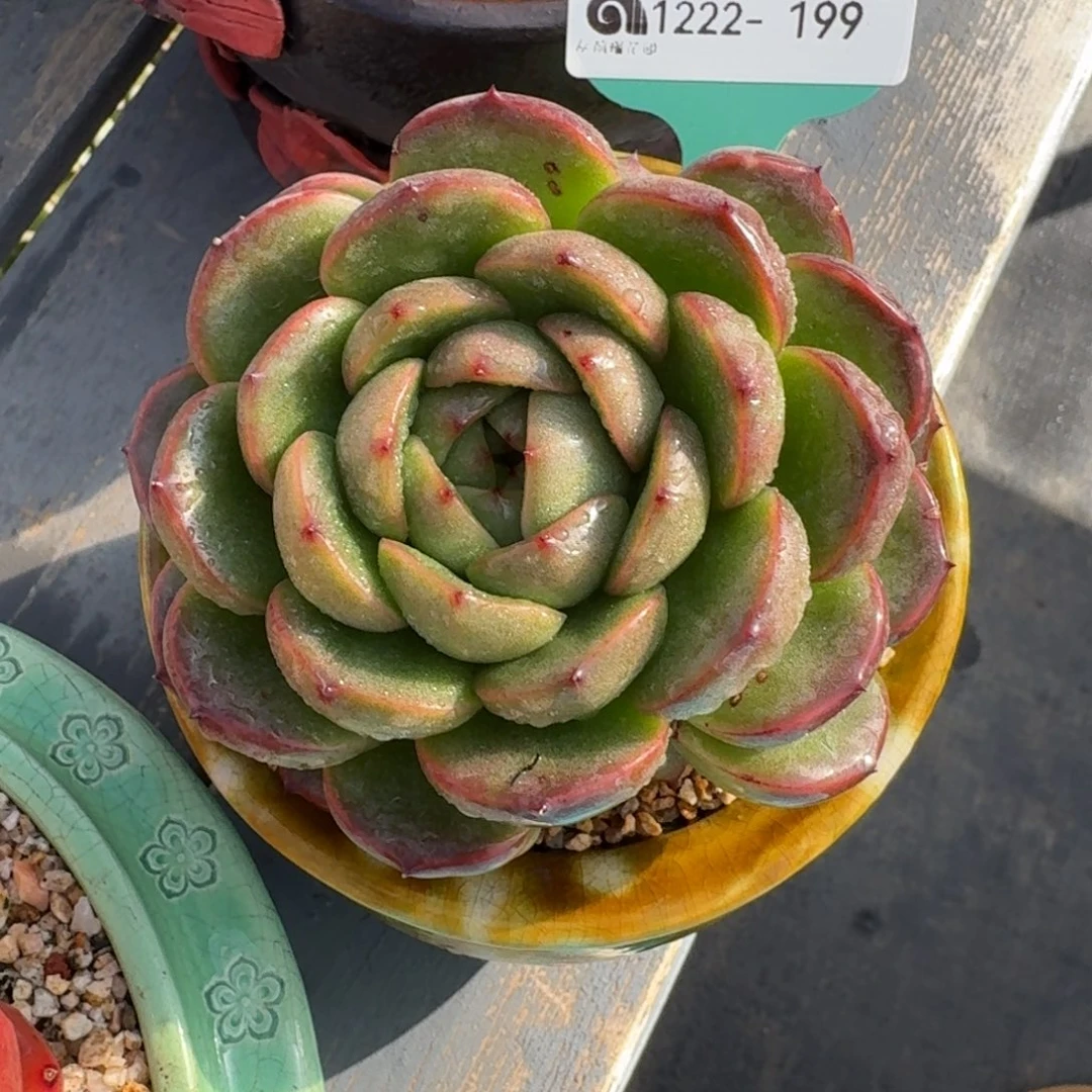 从前慢花园多肉精选编号1222.199