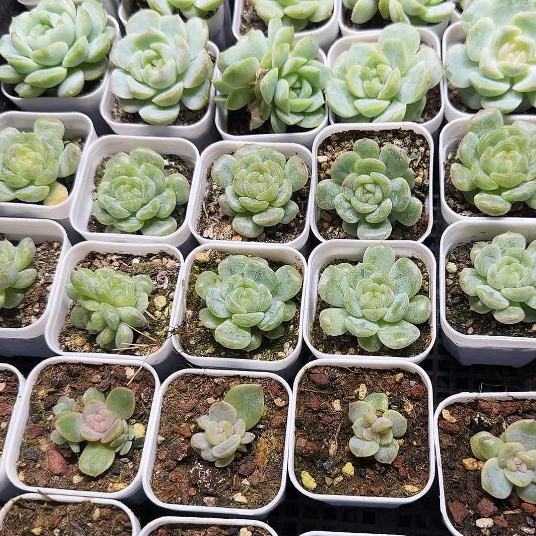 梦幻泡影两盆满25包邮