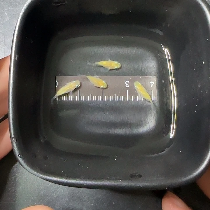 青鳉鱼观背青鱂76