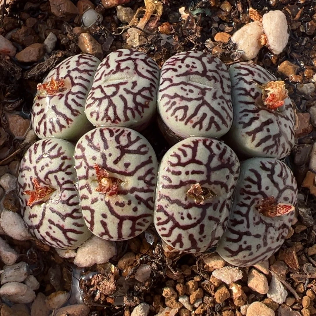 054多肉植物种类多样