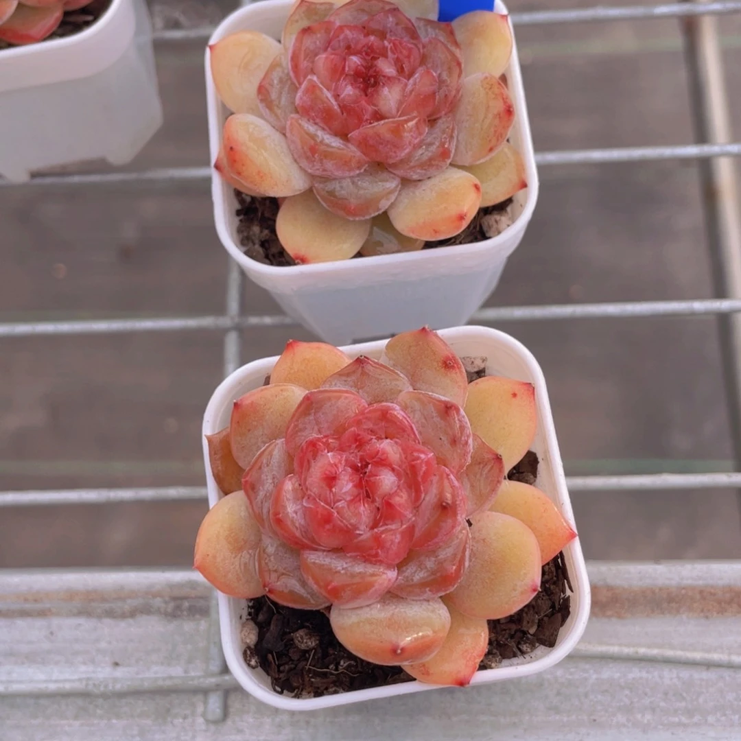 1063号 全状态糖心初夏一个