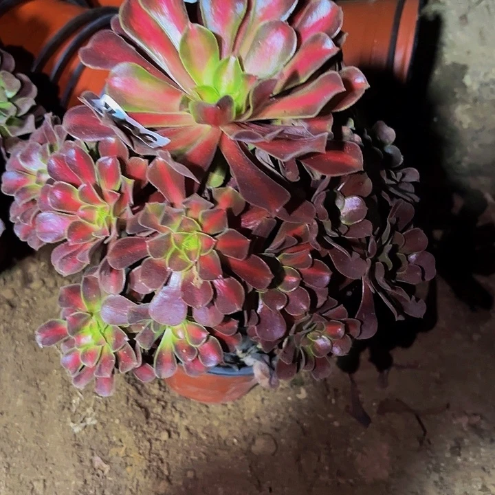532花纳多肉植物阿售后