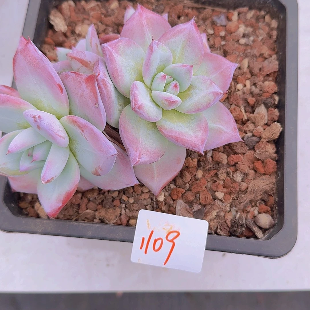 初***荷1109卡杂多肉植物