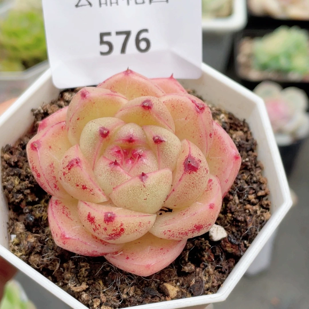 576号糖心冰心珍妮 M100