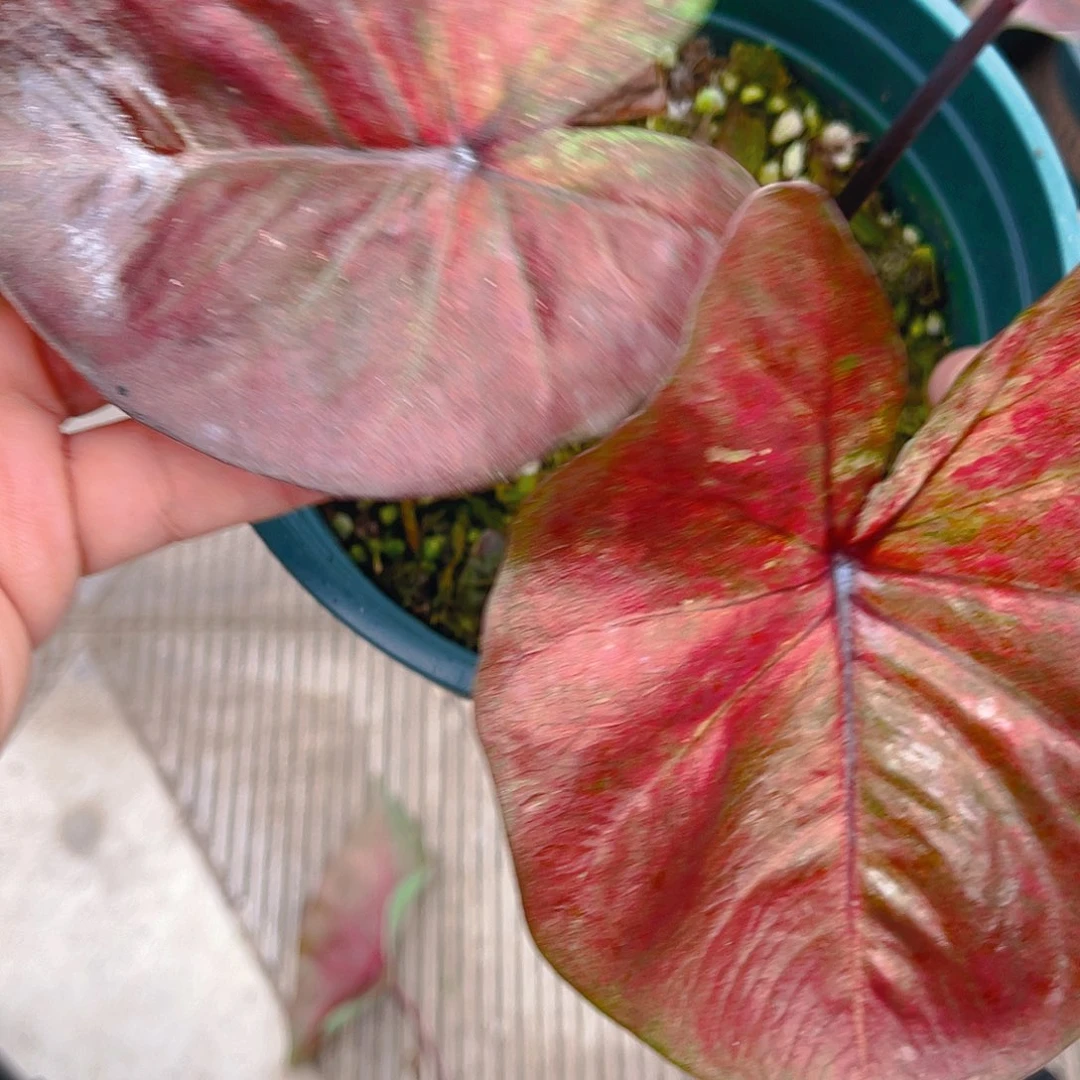 完全开放泰彩一物一拍1980