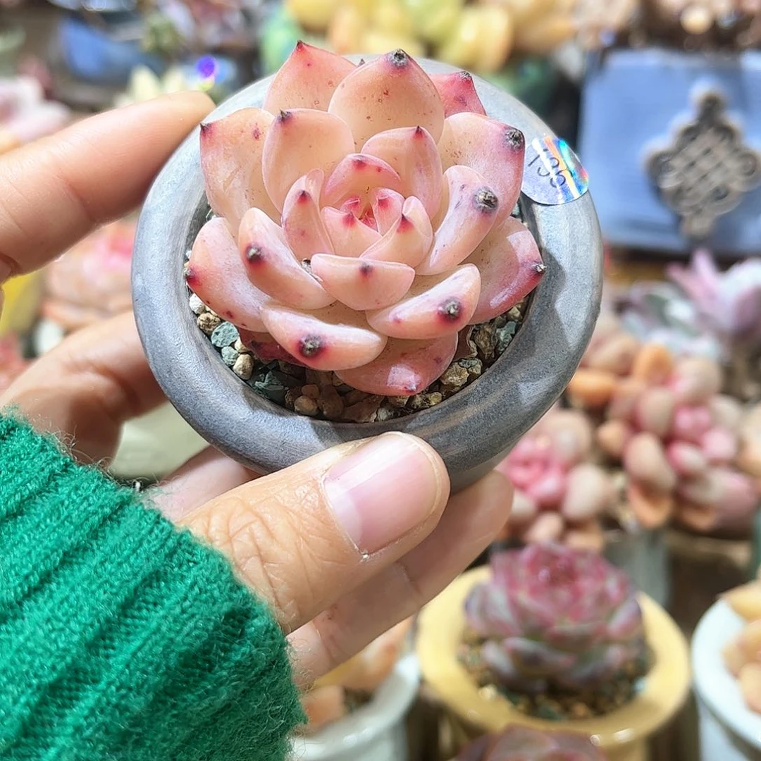 山**色136 多肉含盆含土 30元包邮 除偏远