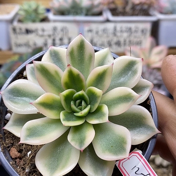 01129 黄金朱比利覆轮锦