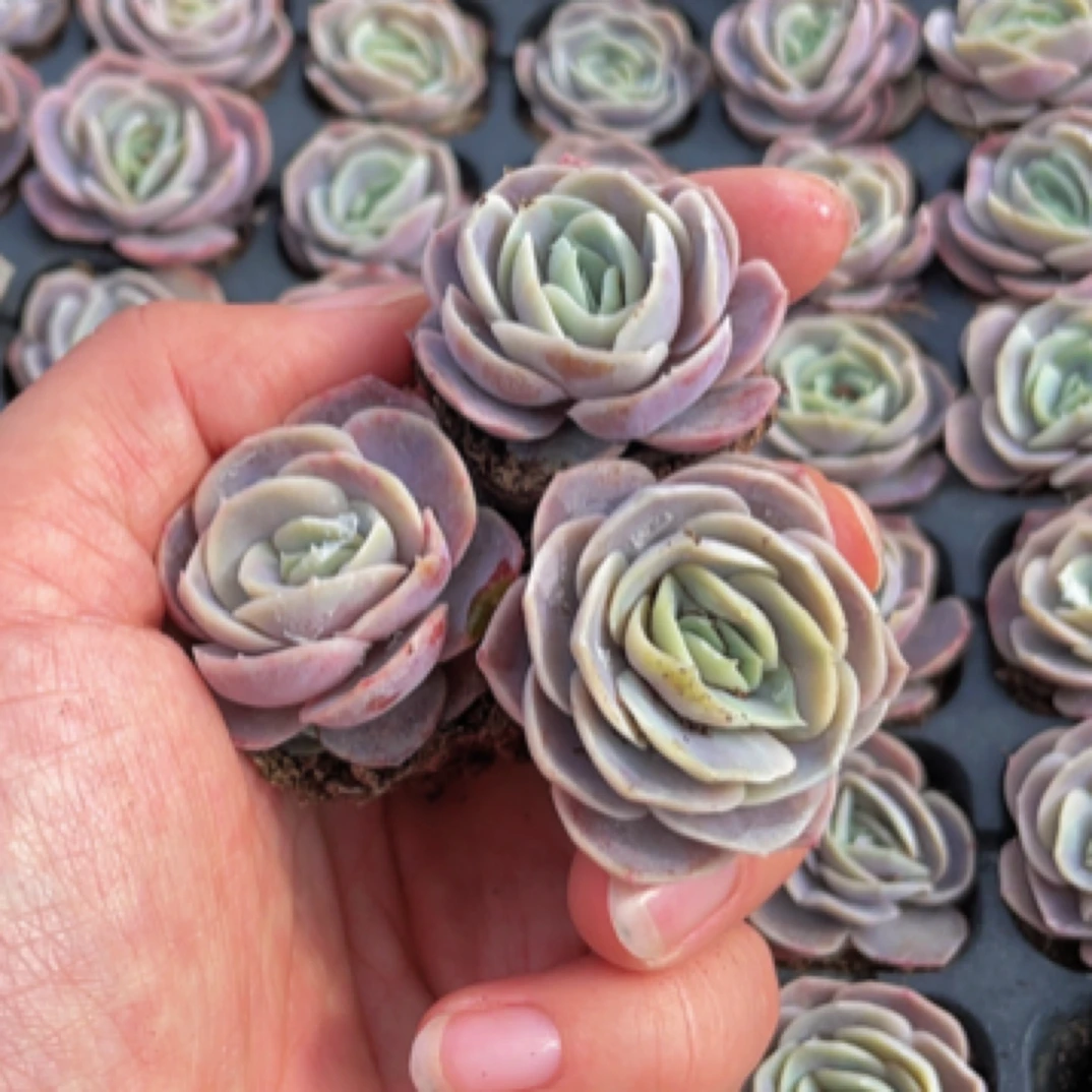 穴盘蓝色惊喜3-4cm三颗多肉植物【满9.9包邮】阳台办公室花卉