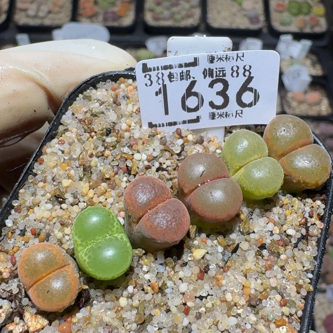 zzzz精品生石花1636