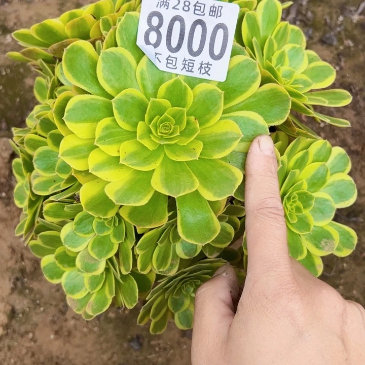 叶***子奶白多肉植物法师8000