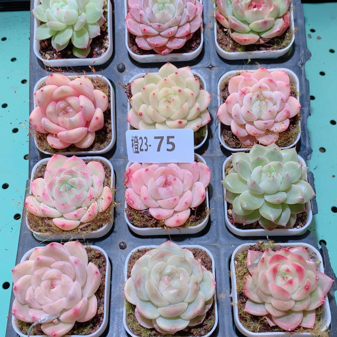 23-75一物一拍多肉带盆18颗
