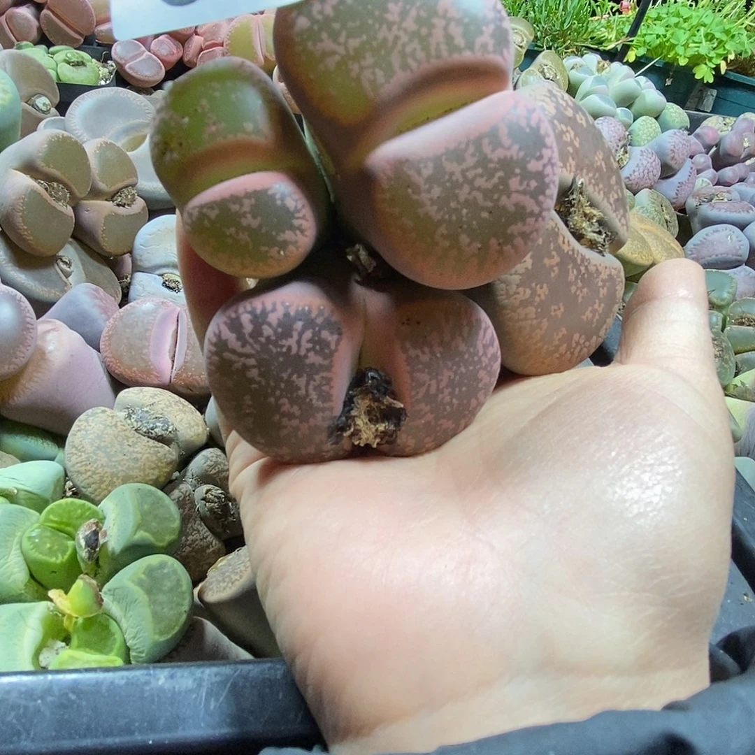 生石花一物一拍2颗075