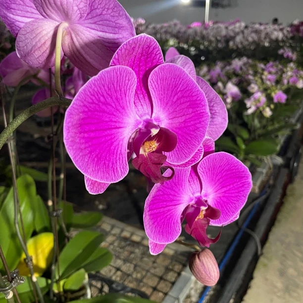 【春暖花开】 蝴蝶兰 年宵花 3.0寸 室内高端盆栽大花 易养护