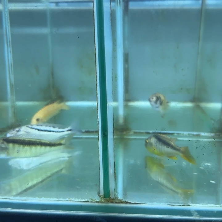 狂***脱慈鲷鱼41号42号43号号11111