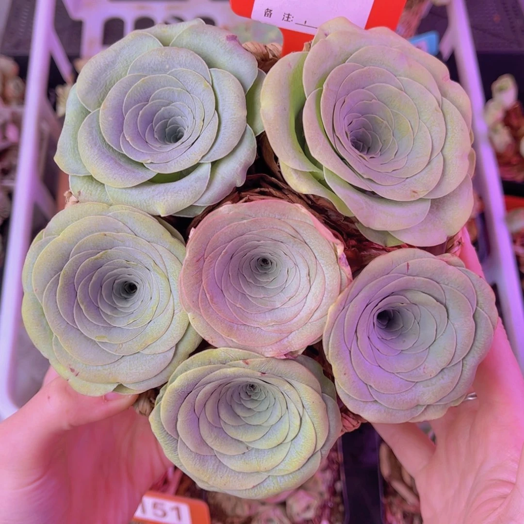花篮一物一拍420号