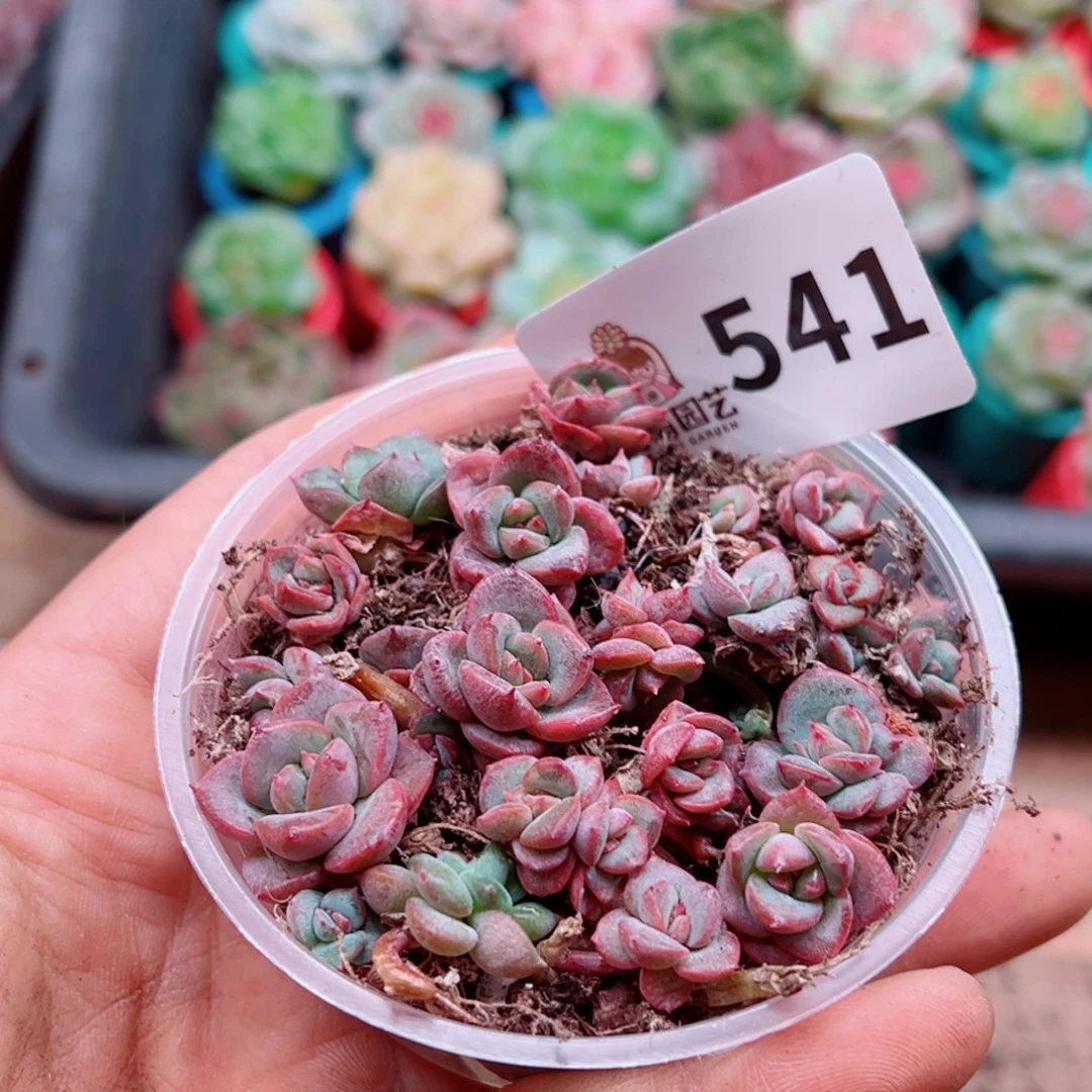 多肉植物多肉植物