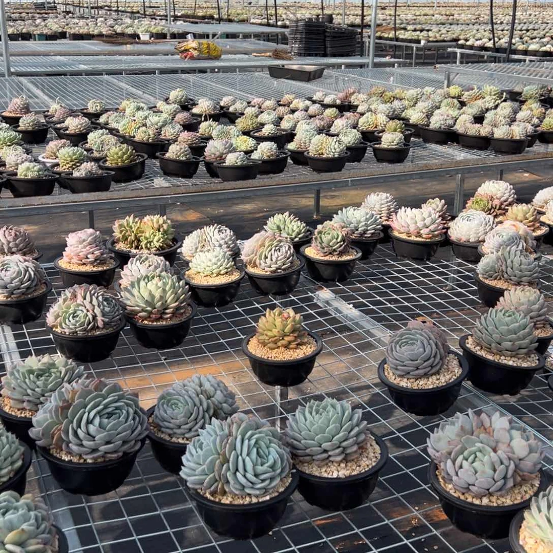 多肉多多多多多多多