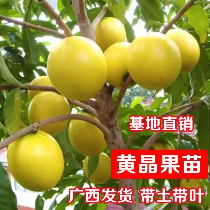 黄晶果嫁接苗，四季开花结果，果冻果，果肉香甜可口