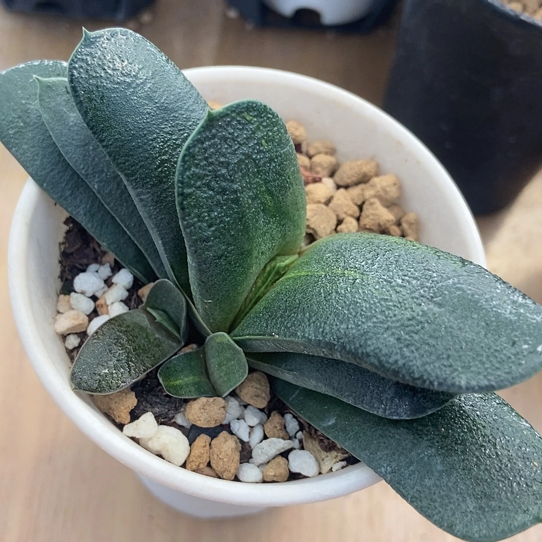 267卧牛实生转带盆发货