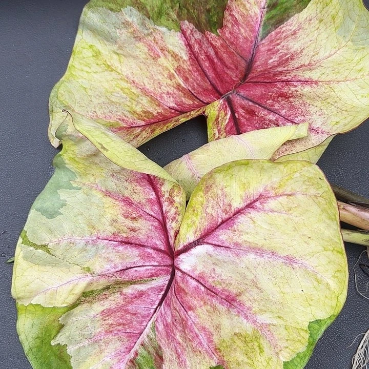 ****粑146-0626月亮光辉母本现货