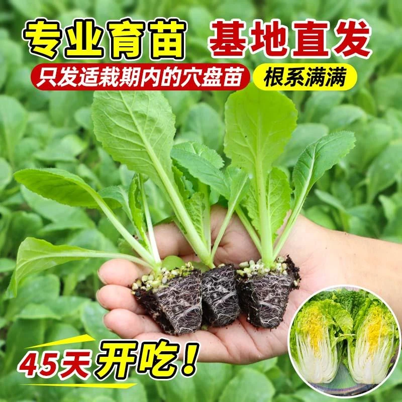 抗热高产早熟黄心大白菜秧苗种籽带土球秋冬四季耐寒盆栽地栽
