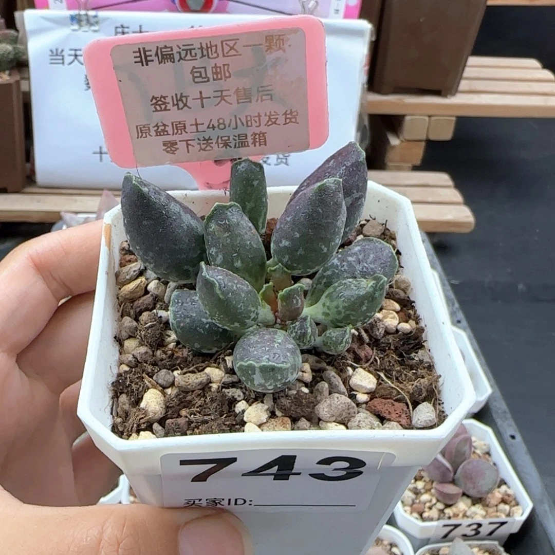长**人743紫肌海报二代补差