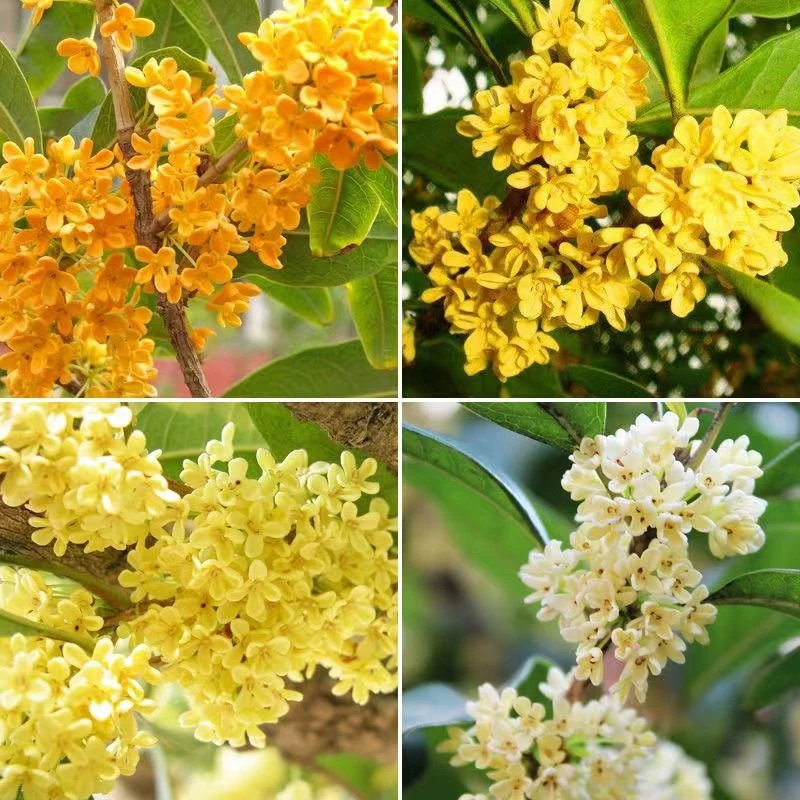 金桂花树苗四季桂盆栽开花不断室内阳台庭院浓香型花卉植物绿植
