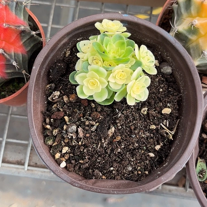 久***』我也不知道我为什么要这样