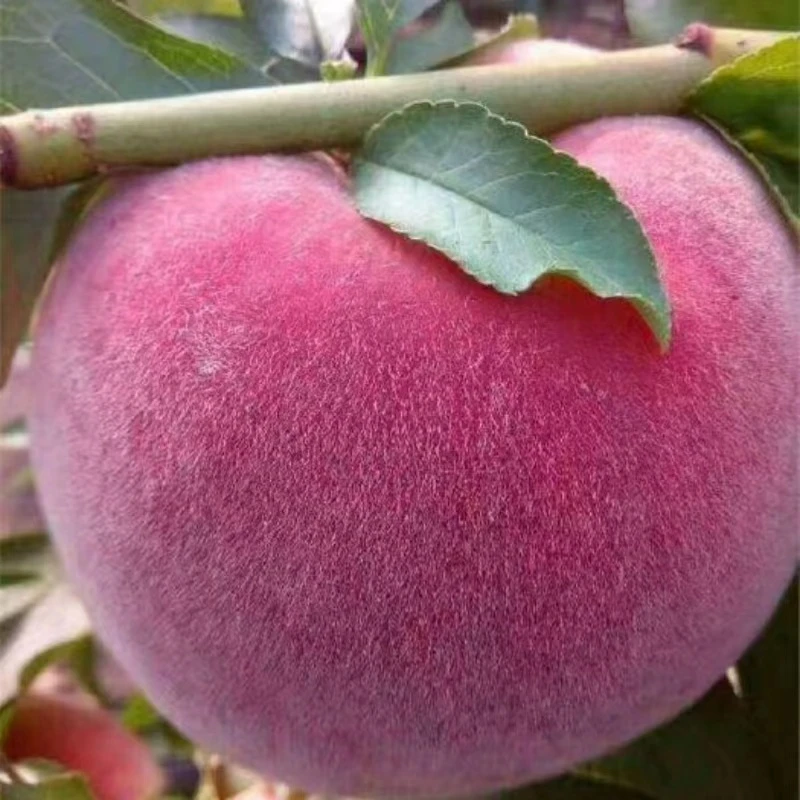 买一送一新品种极早熟五月脆蜜桃树果苗嫁接冬桃苗耐寒种植