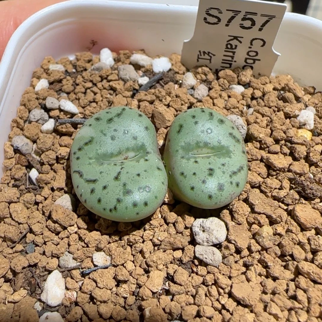 肉锥多肉植物组合-荷叶安贞1440