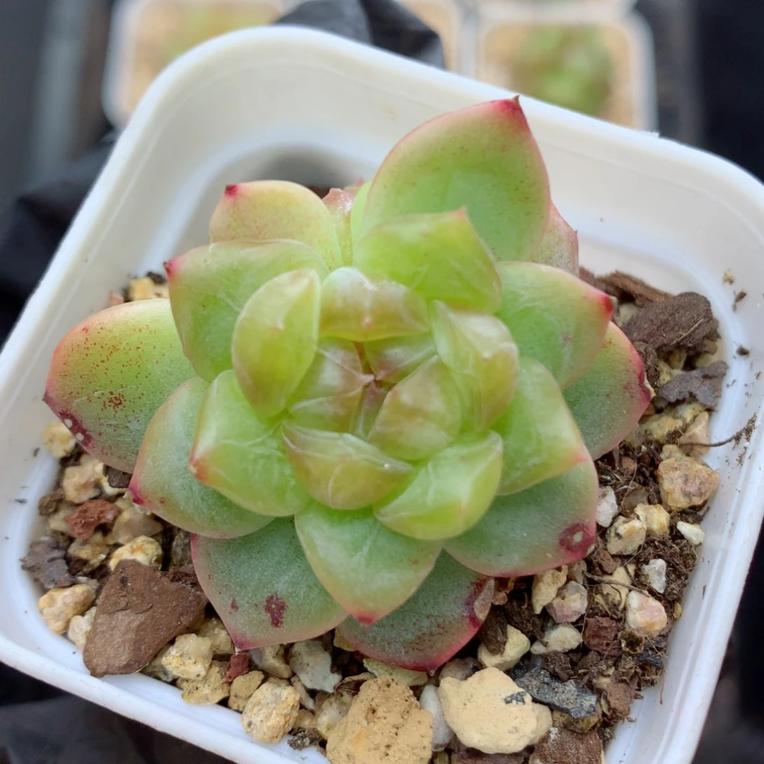 58包邮  群生不包整荔枝10