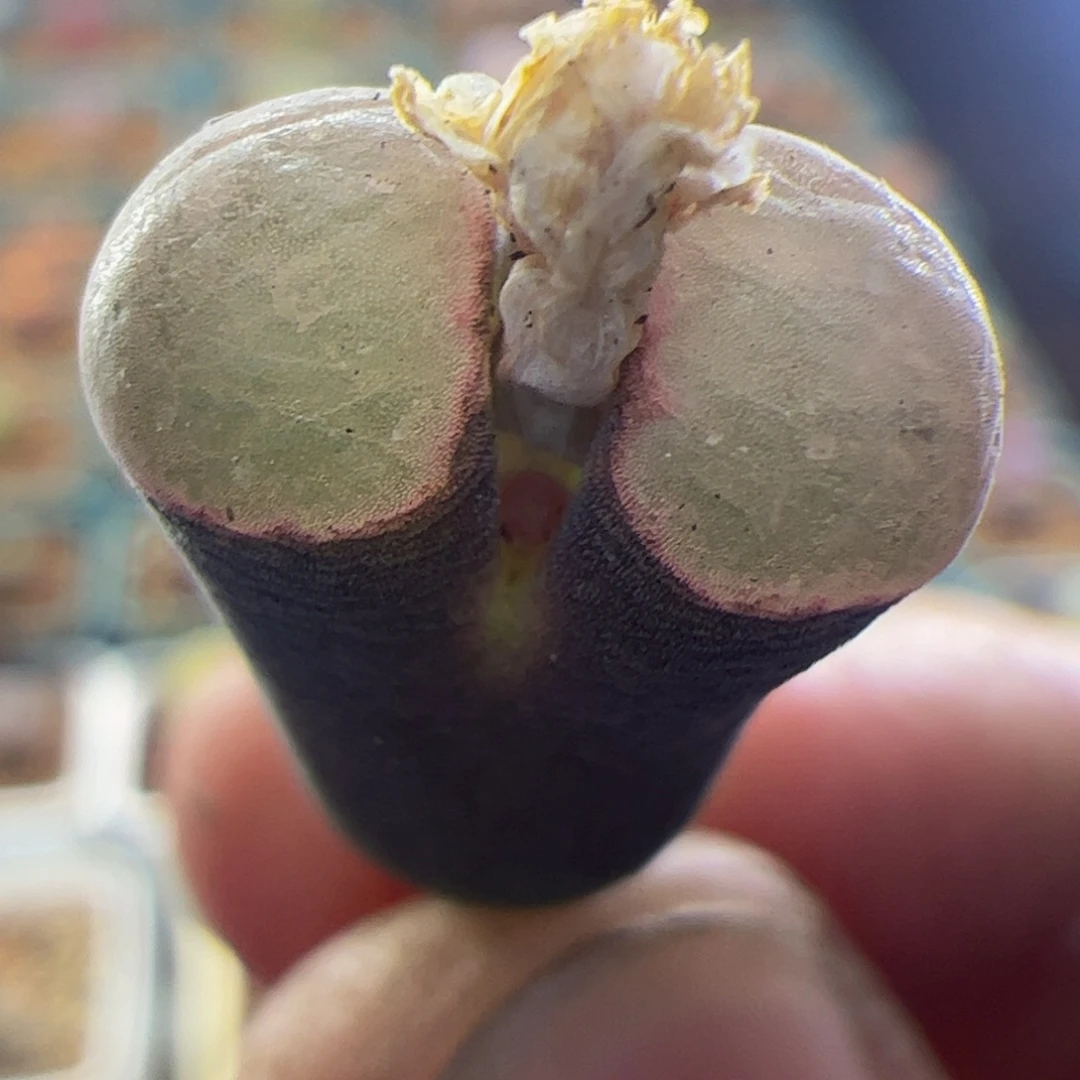 杂交紫体白窗风铃玉 128