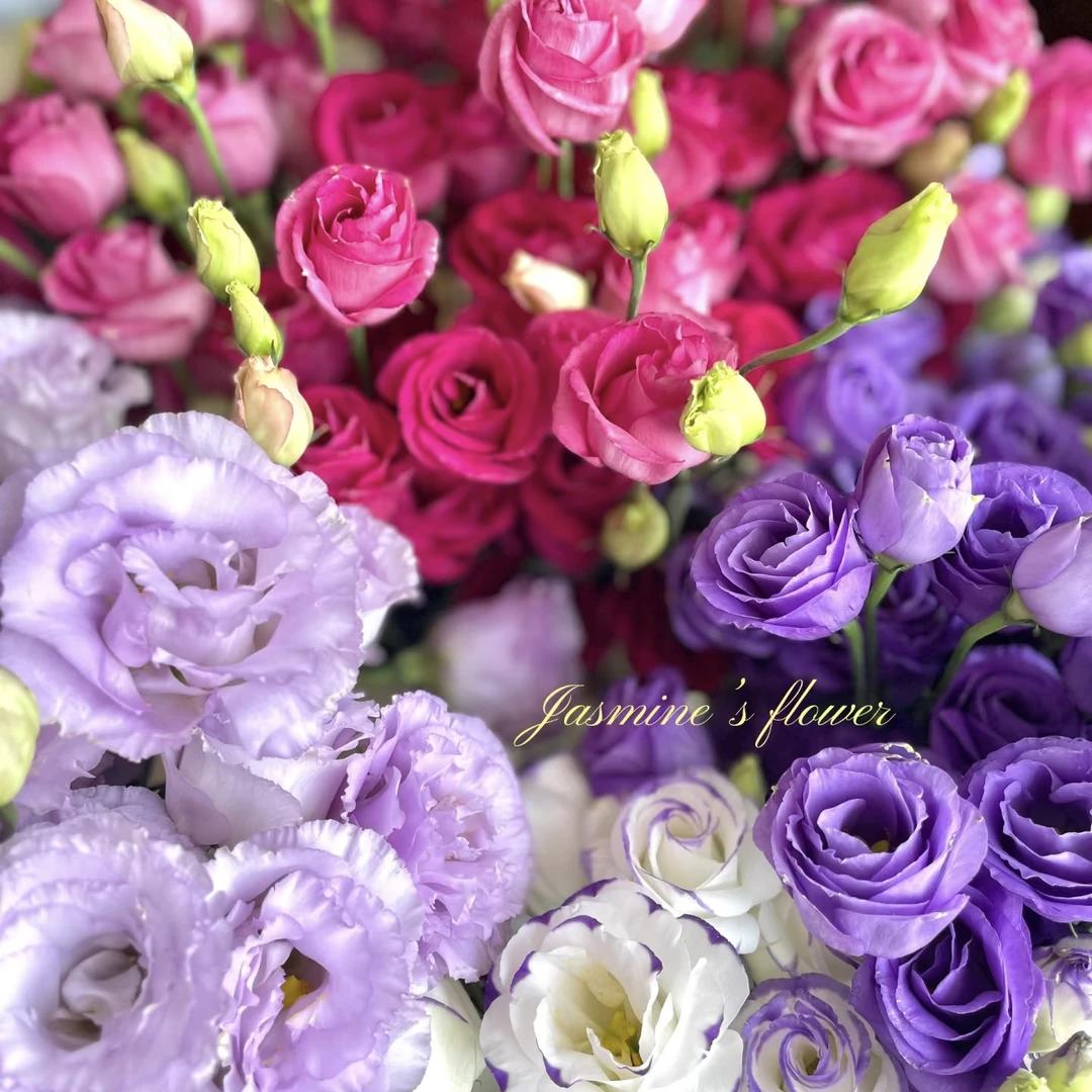 清棚处理 重瓣大花洋桔梗 满花苞发货 花期长四季开花