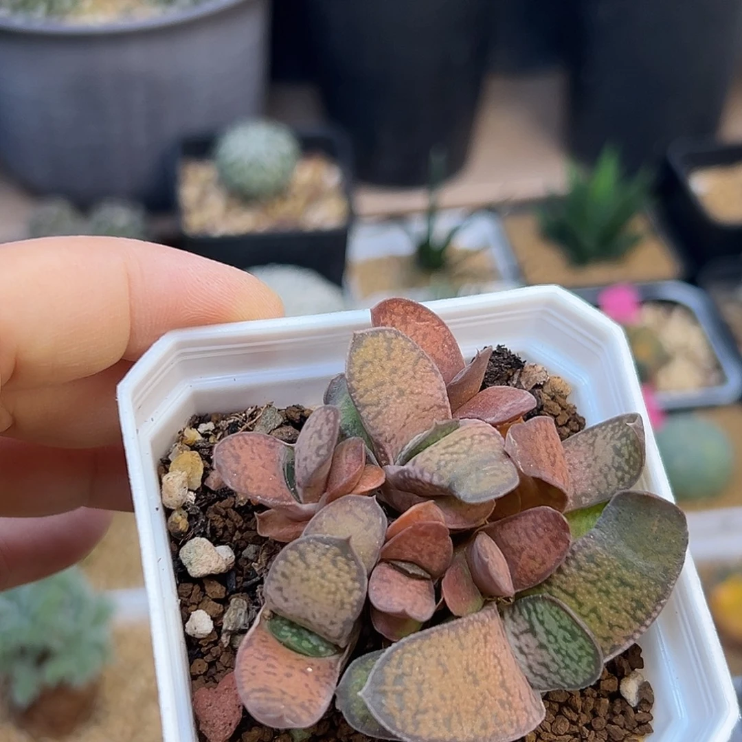 子宝群一颗一颗一颗