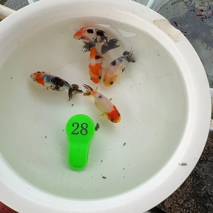 金鱼包邮包活到家