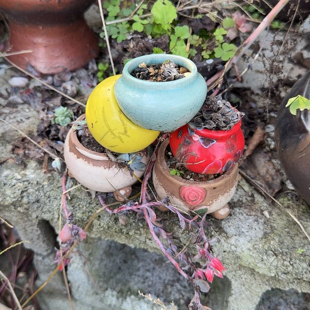 重庆小燕子欢迎大家