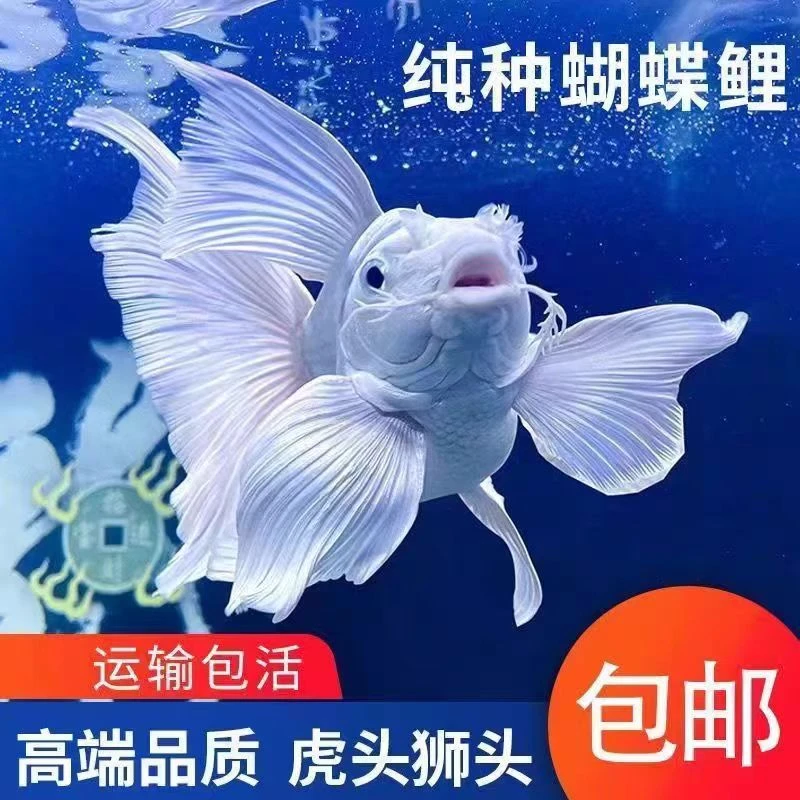 18-23正宗台系狮子头蝴蝶鲤石膏白白短球体耐寒冷水观赏鱼淡水