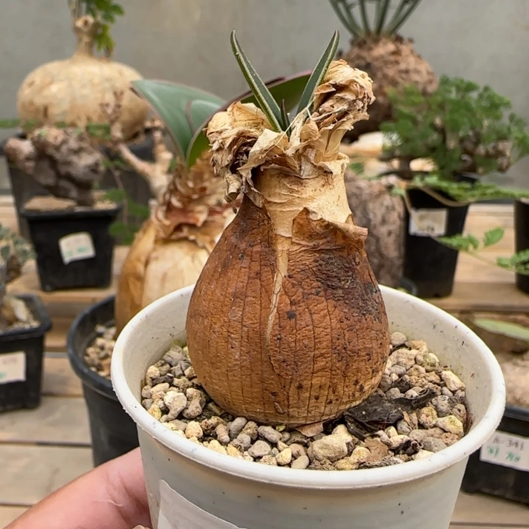 555灯台百合块根植物
