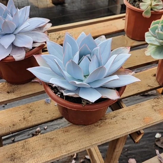 广寒宫多肉大白狗子